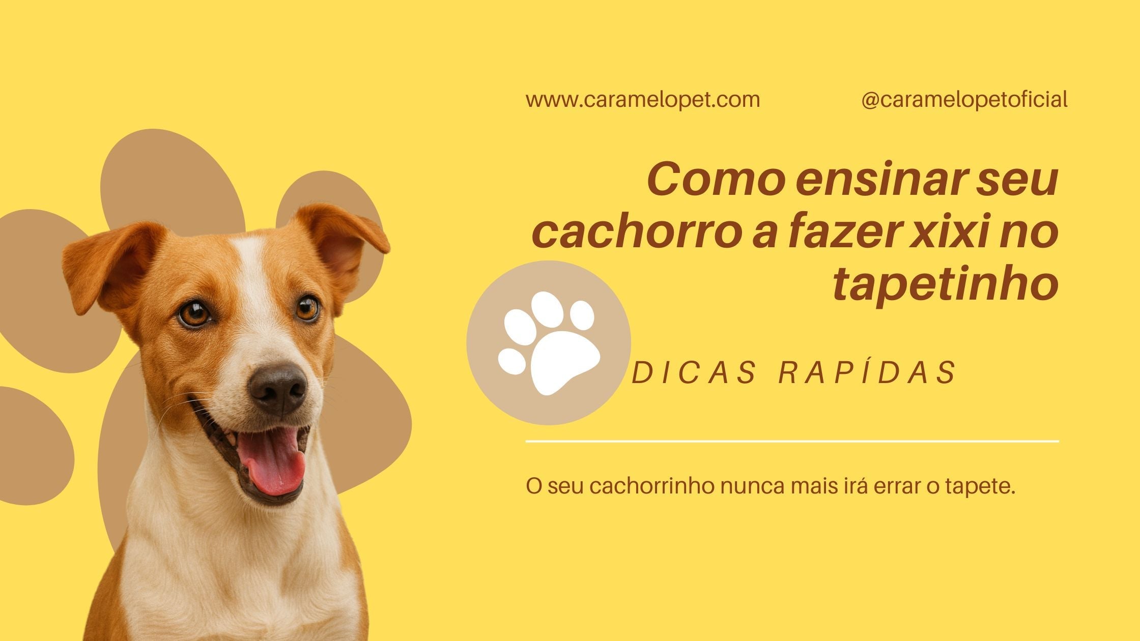 Como ensinar seu cachorro a fazer xixi no tapetinho (guia rápido e prático)
