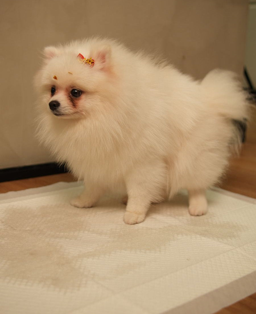 Tapete Higiênico Caramelo Para Cães Tradicional Premium 60x60 - 50 Unidades